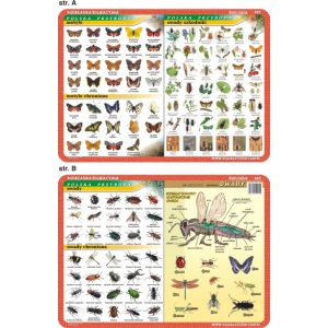 Podkładka edukacyjna Visual System Biologia, Owady